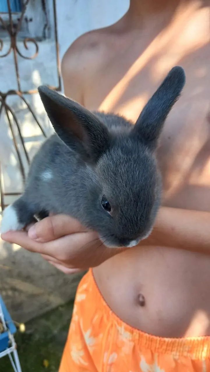 Coelho mini - Foto 2