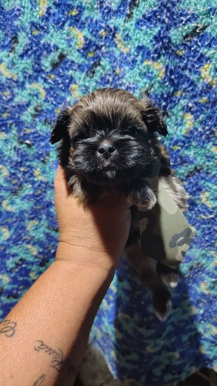 Filhote Shih Tzu Macho - Fofo e Carinhoso!