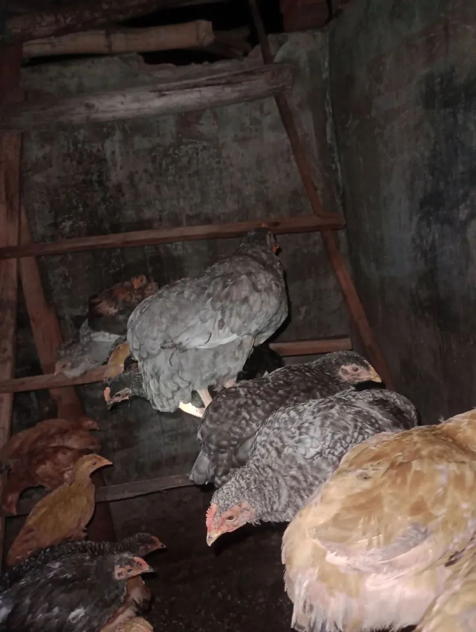 Aves de engorda e postura  - Foto 5