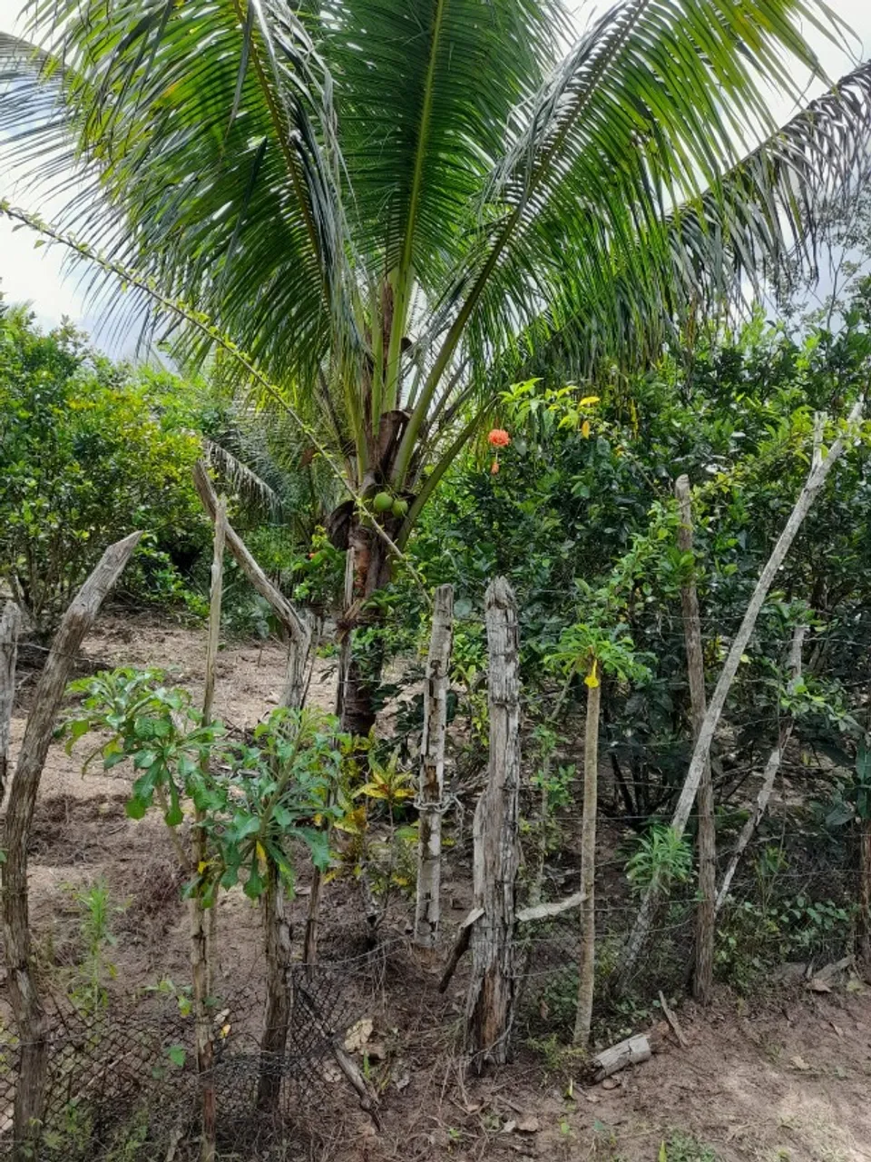 UM SITIO - SITUADO NO LOTEAMENTO MARINGÁ - PROXIMO A SITIO NOVO