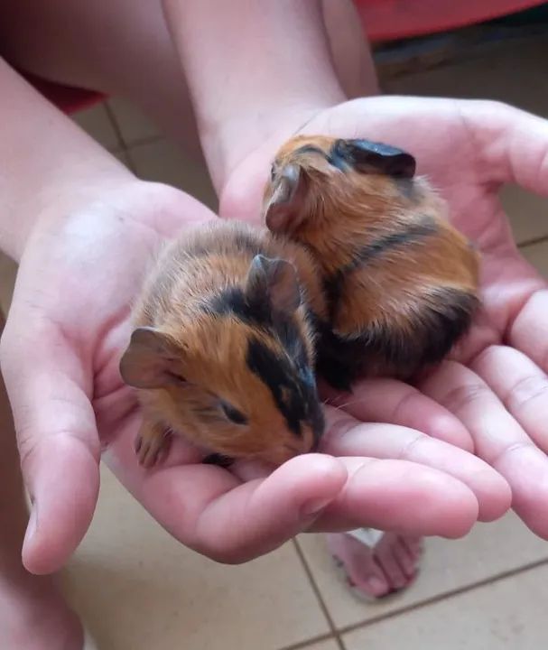Mamãe porquinha da índia e filhotes - Foto 5