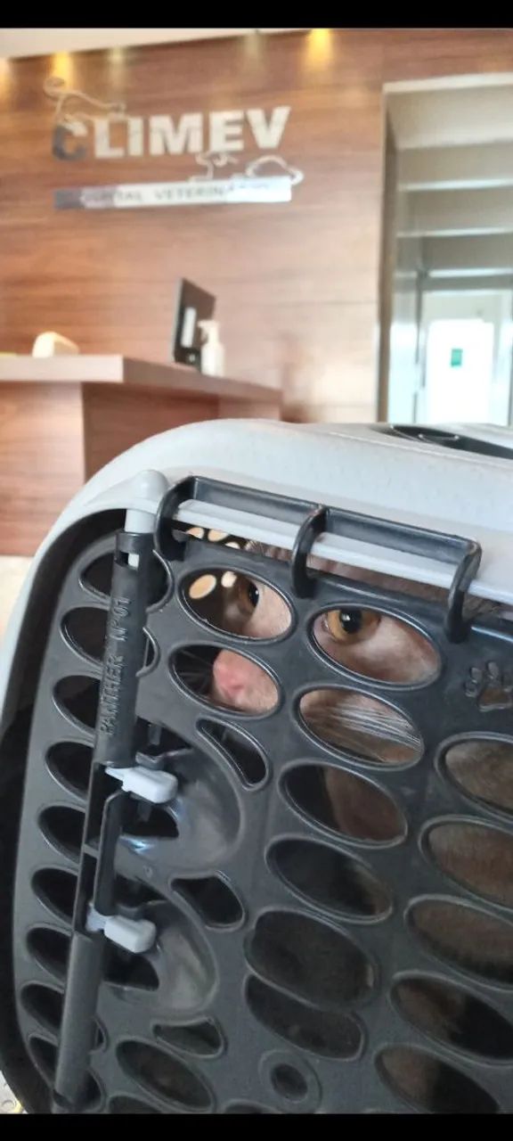 Doando gato - Adoção Responsável - Foto 3