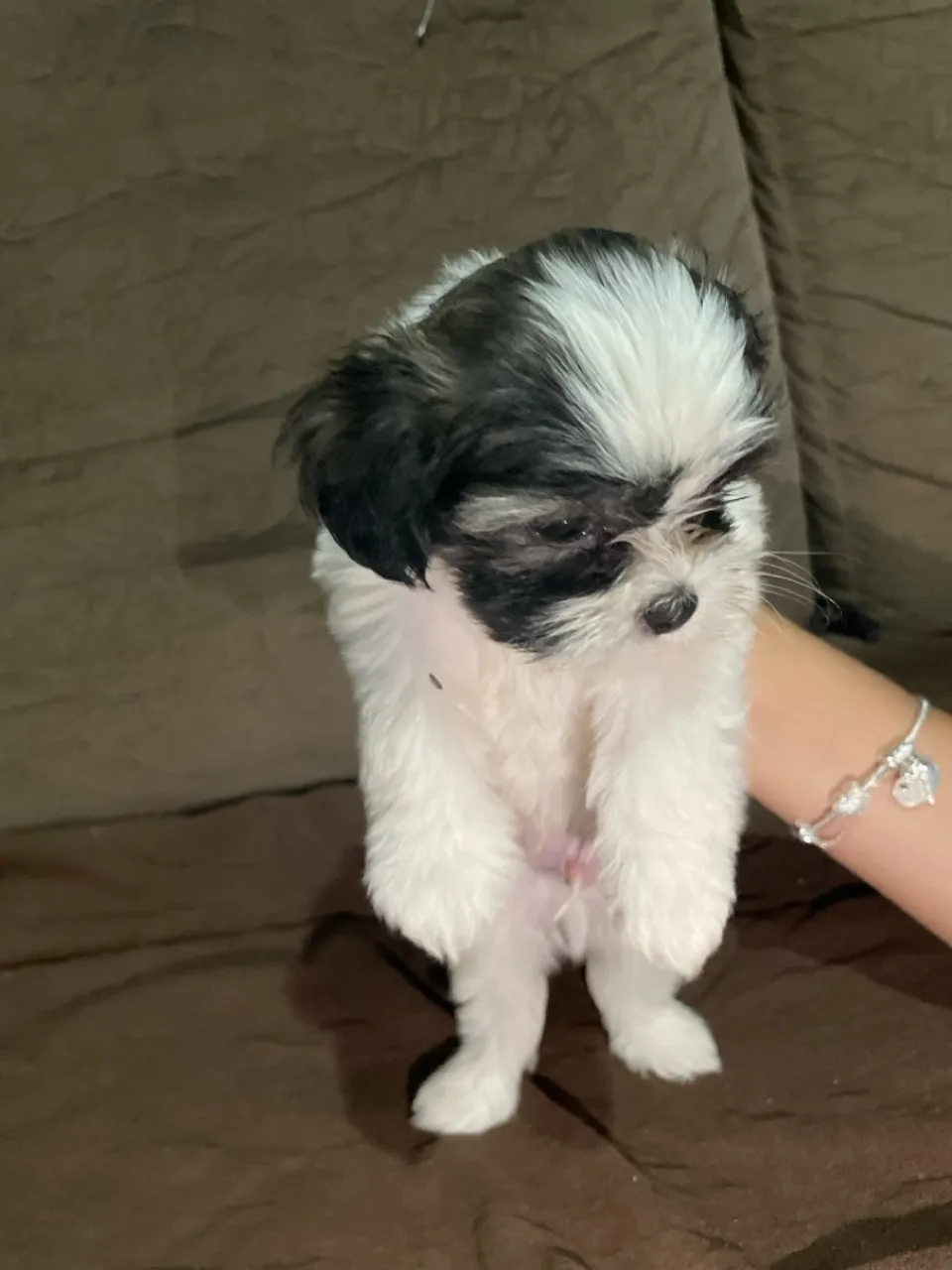 Filhote de Shih Tzu macho disponível
