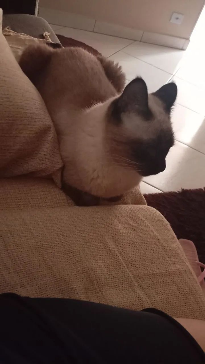 Doa se linda  gatinha siamês! - Foto 2