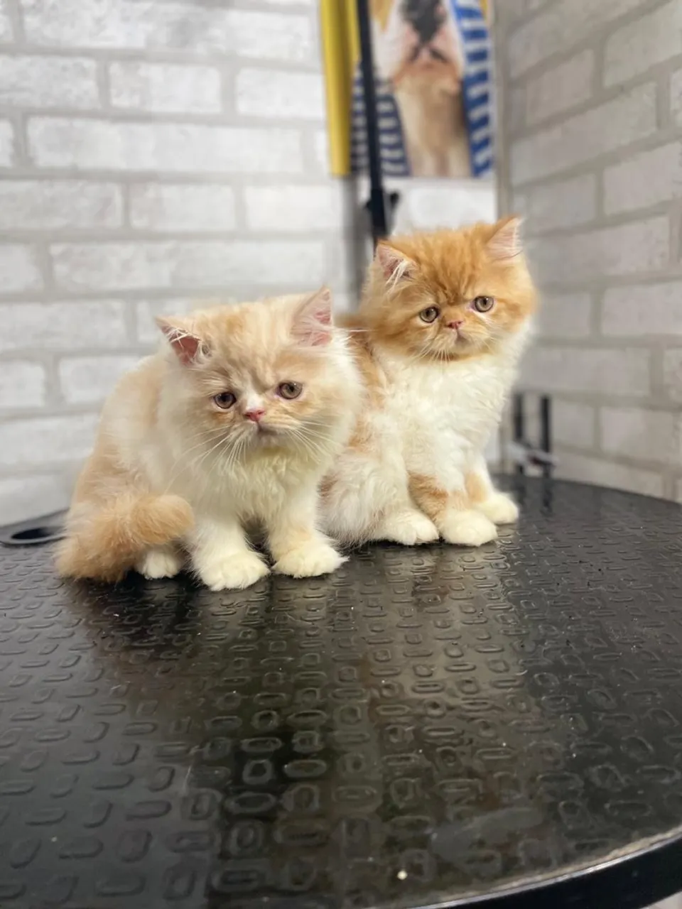Lindos filhotes de Persa!