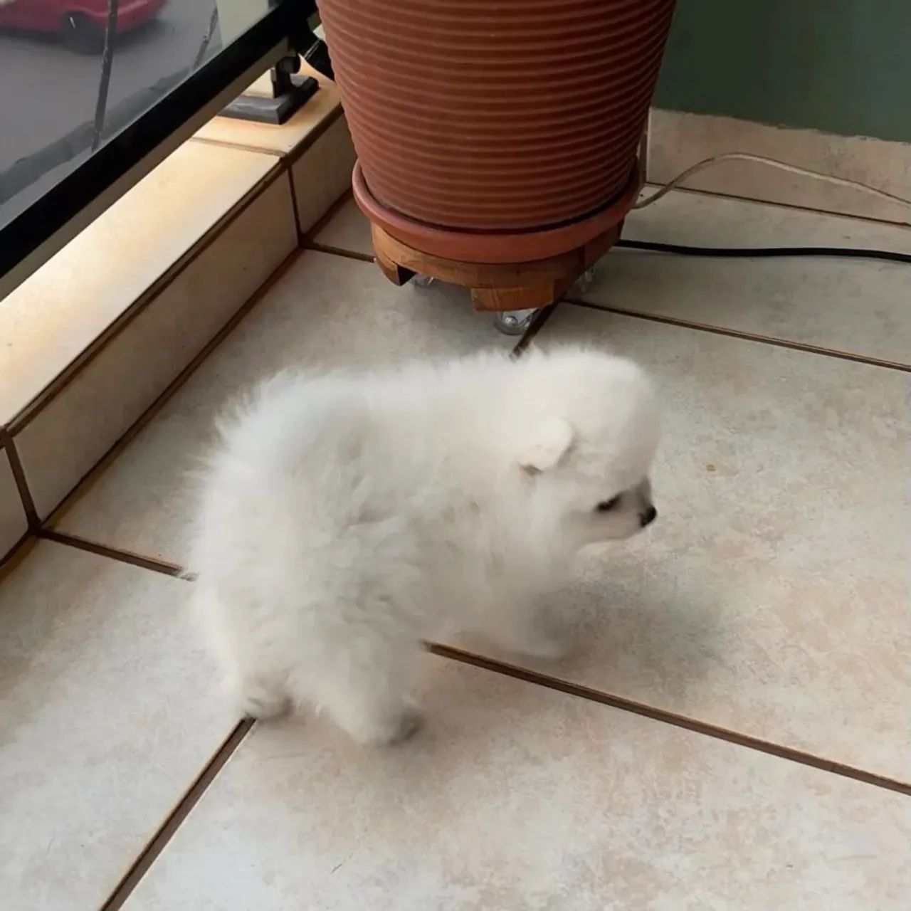 Filhote de Lulu da pomerania anã 