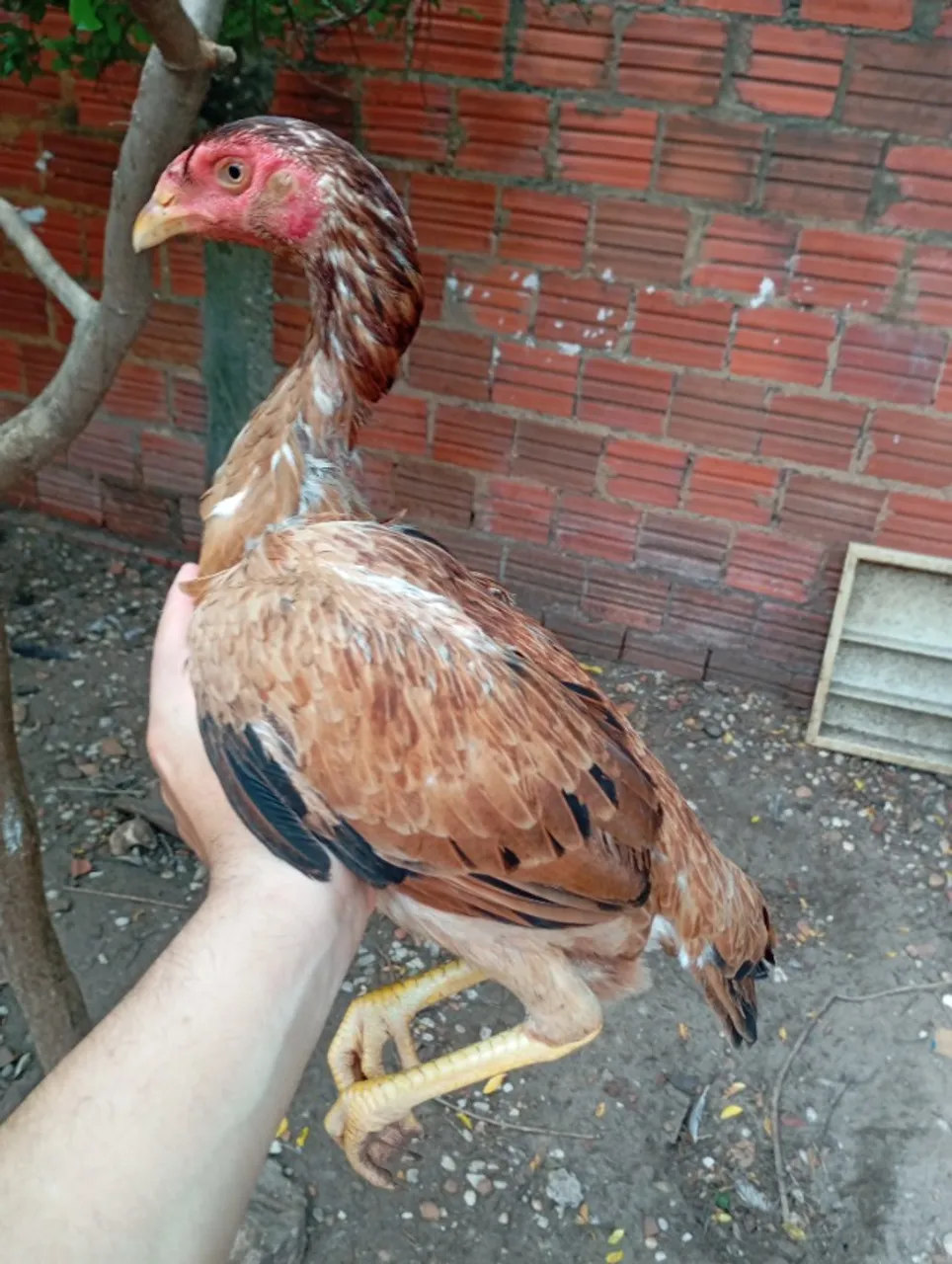 galinhas e frangas
