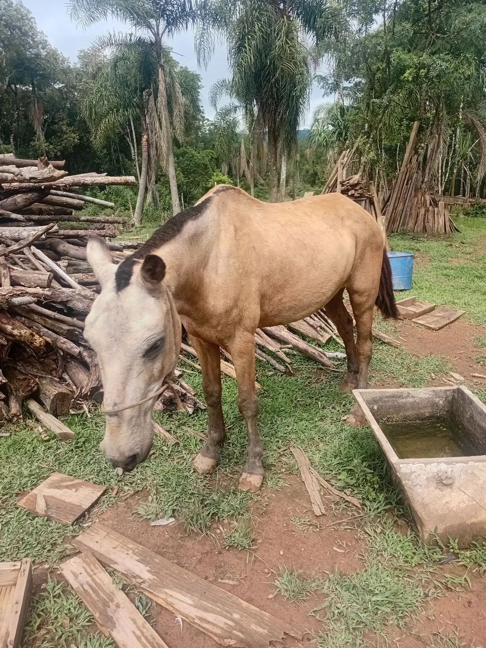 Animal raridade na nossa região  - Foto 4