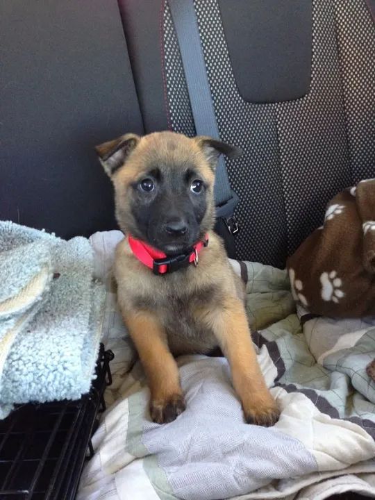 Pastor Belga Filhotes na Cor Fulvo - Foto 3