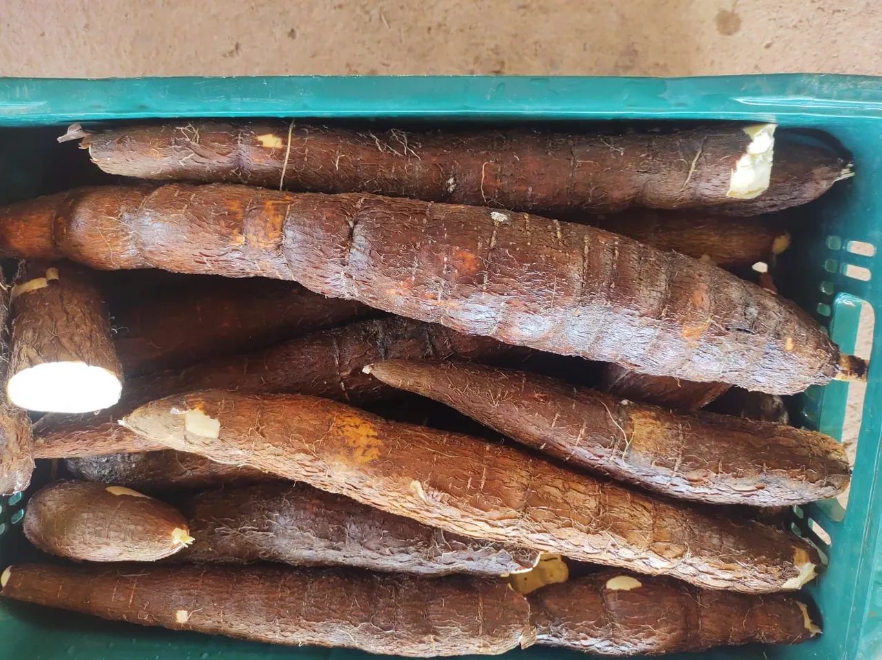 Mandioca fresca para venda