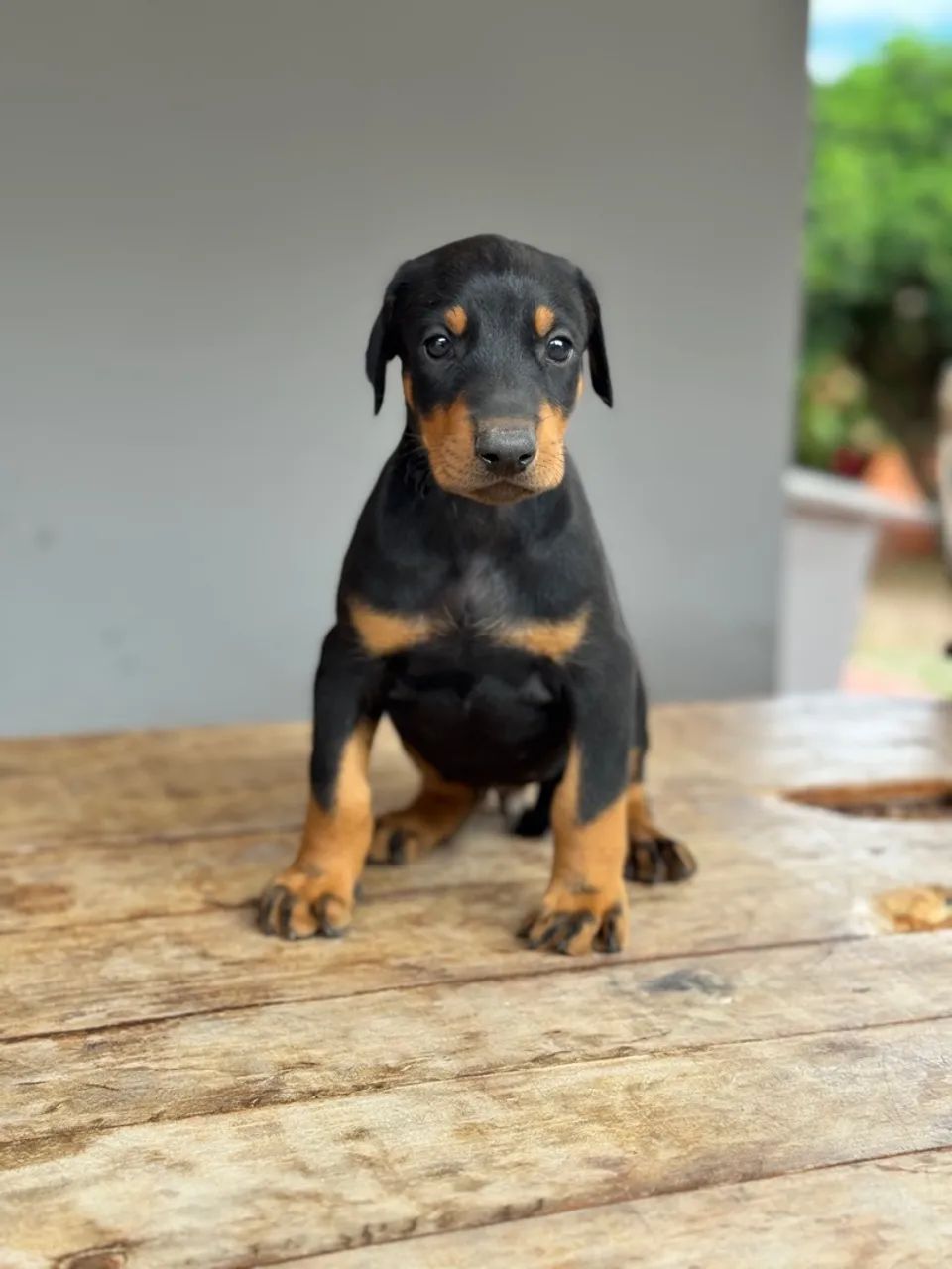 Dobermans machos e fêmeas  - Foto 2