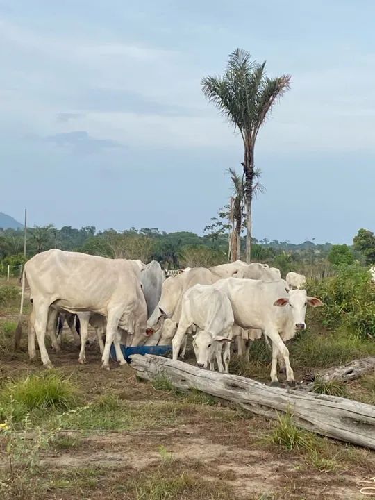Gado - Foto 2