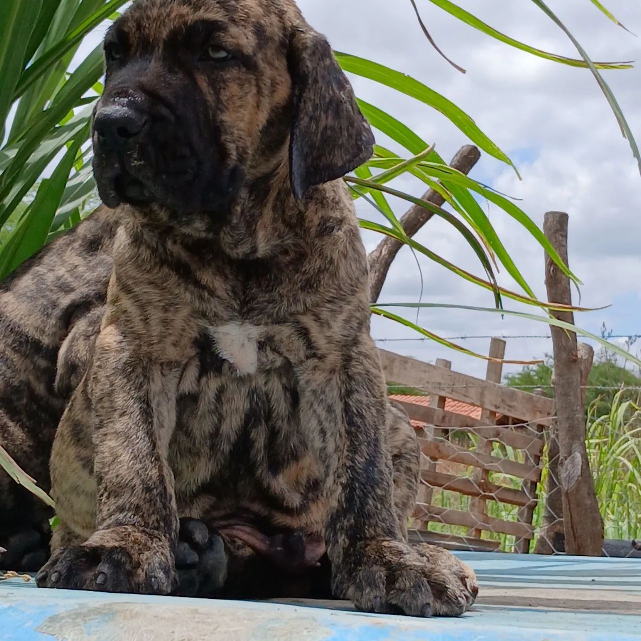 Vende-se dois belíssimo filhote de fila brasileiro macho  - Foto 3