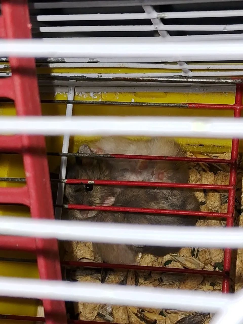 Hamster anão russo  - Foto 4