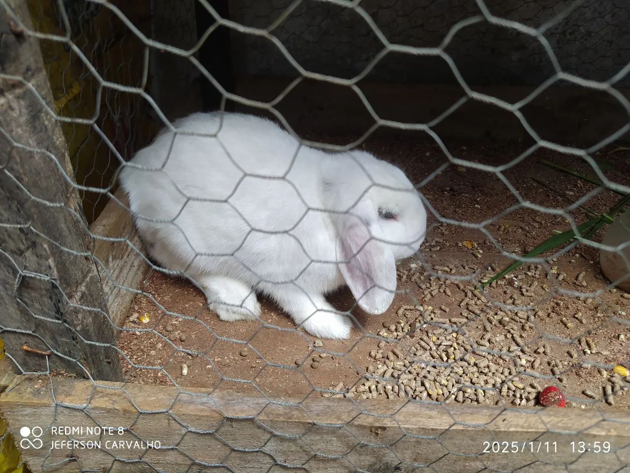 Coelho branco fofinho Rolland lop  - Foto 3