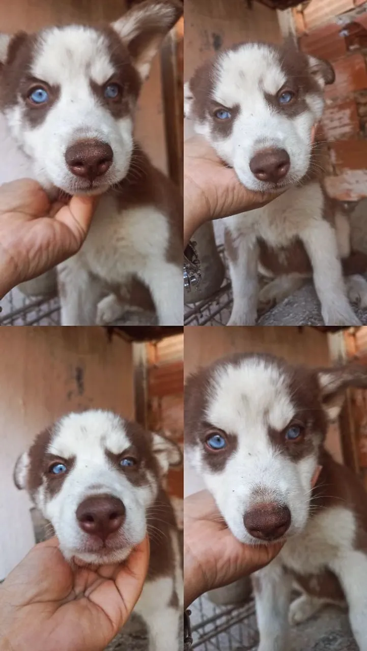 Filhote de Husky Siberiano Fêmea