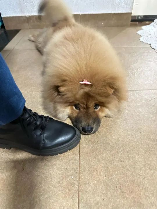 Chow Chow  - Foto 2