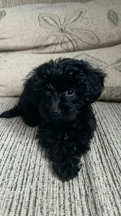 Poodle Filhotes Adoráveis na Cor Preto - Foto 2
