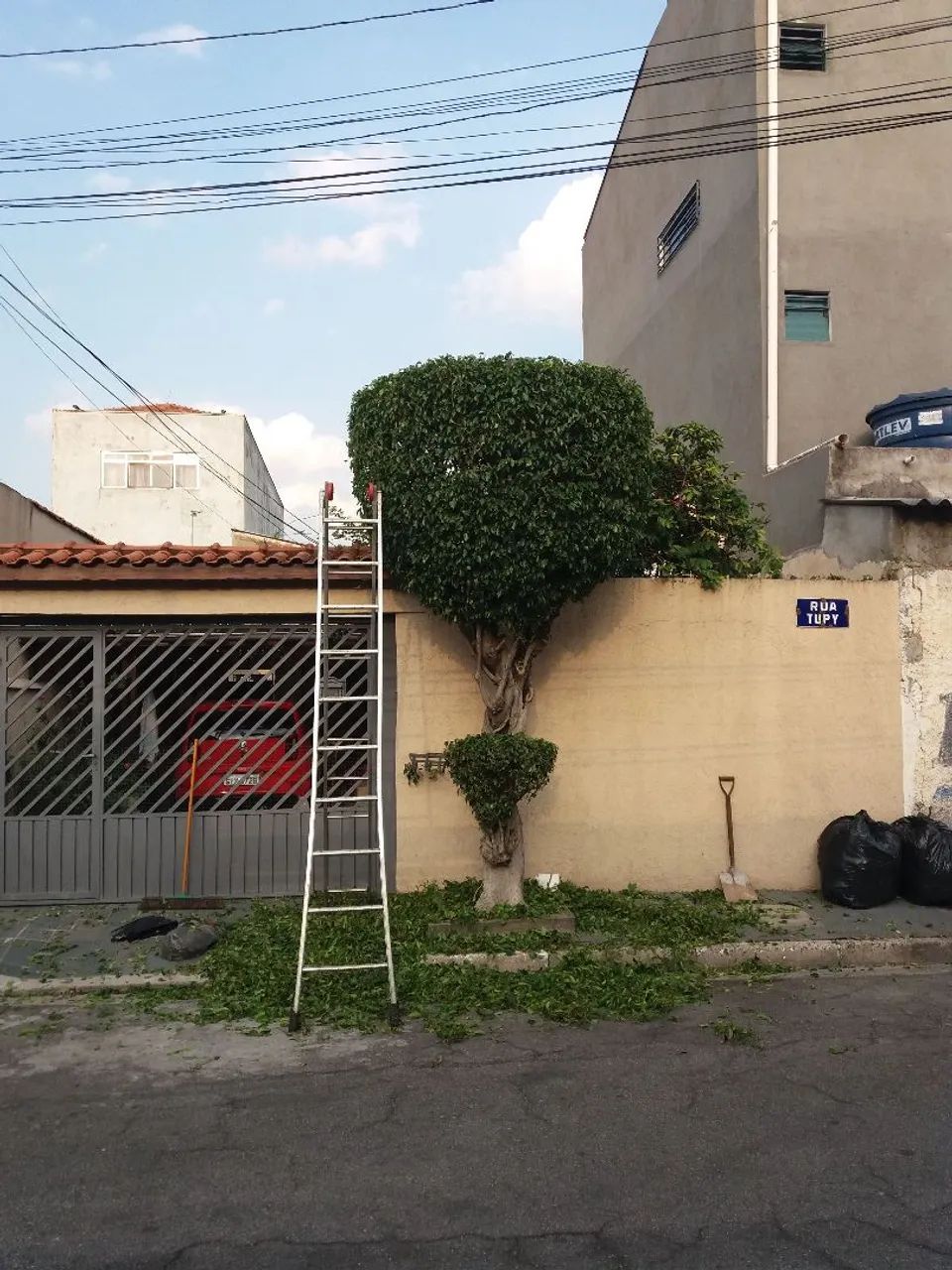 CORTE E PODA DE ÁRVORES EM GUARULHOS 