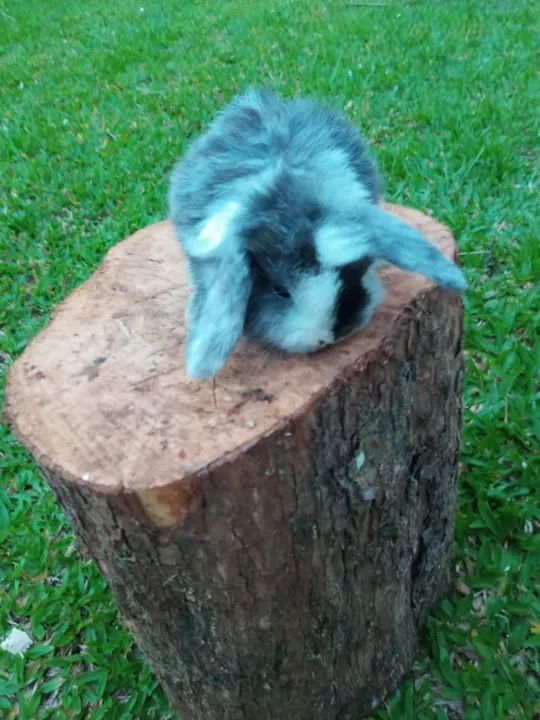 Filhotes de mini-coelhos da raça Lop