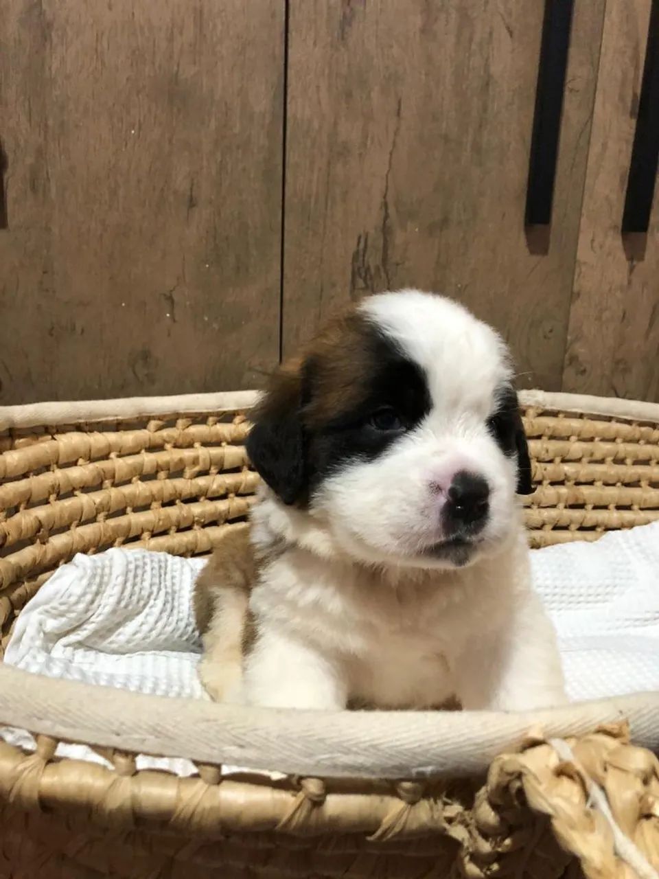 São Bernardo tricolor  - Foto 3