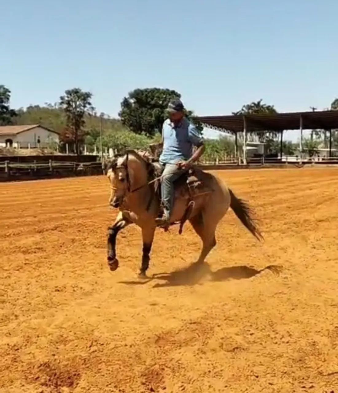 Potro garanhão a venda  - Foto 3