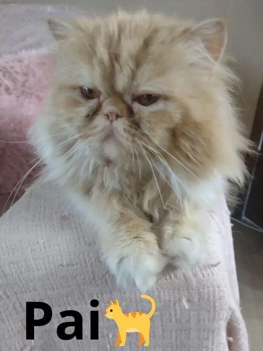 Linda gatinha tricolor! - Foto 6