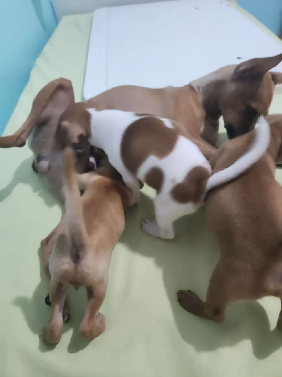 Pinscher de cor rara, branco com caramelo  - Foto 4