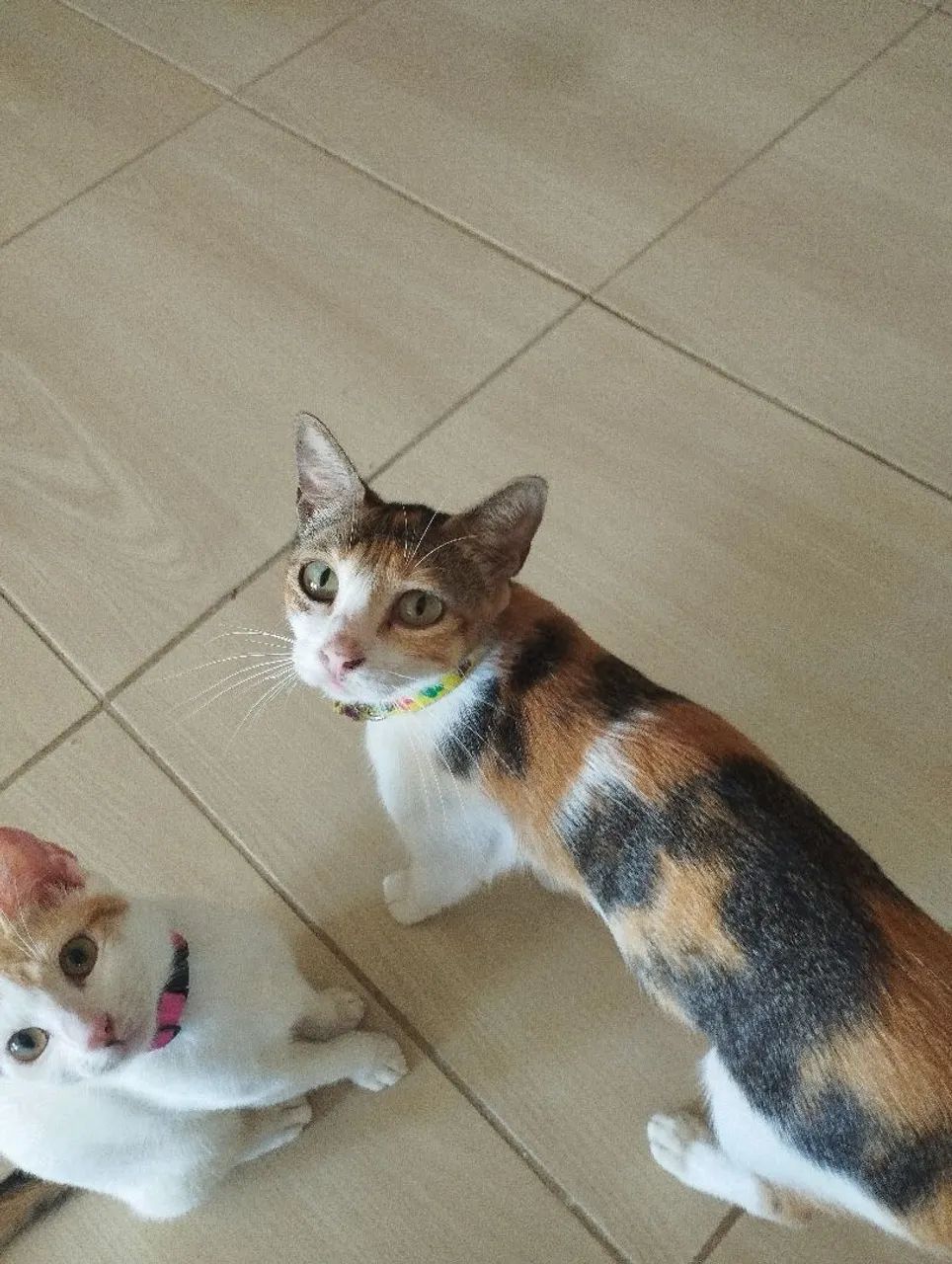 Gatinhas para Adoção - Foto 2