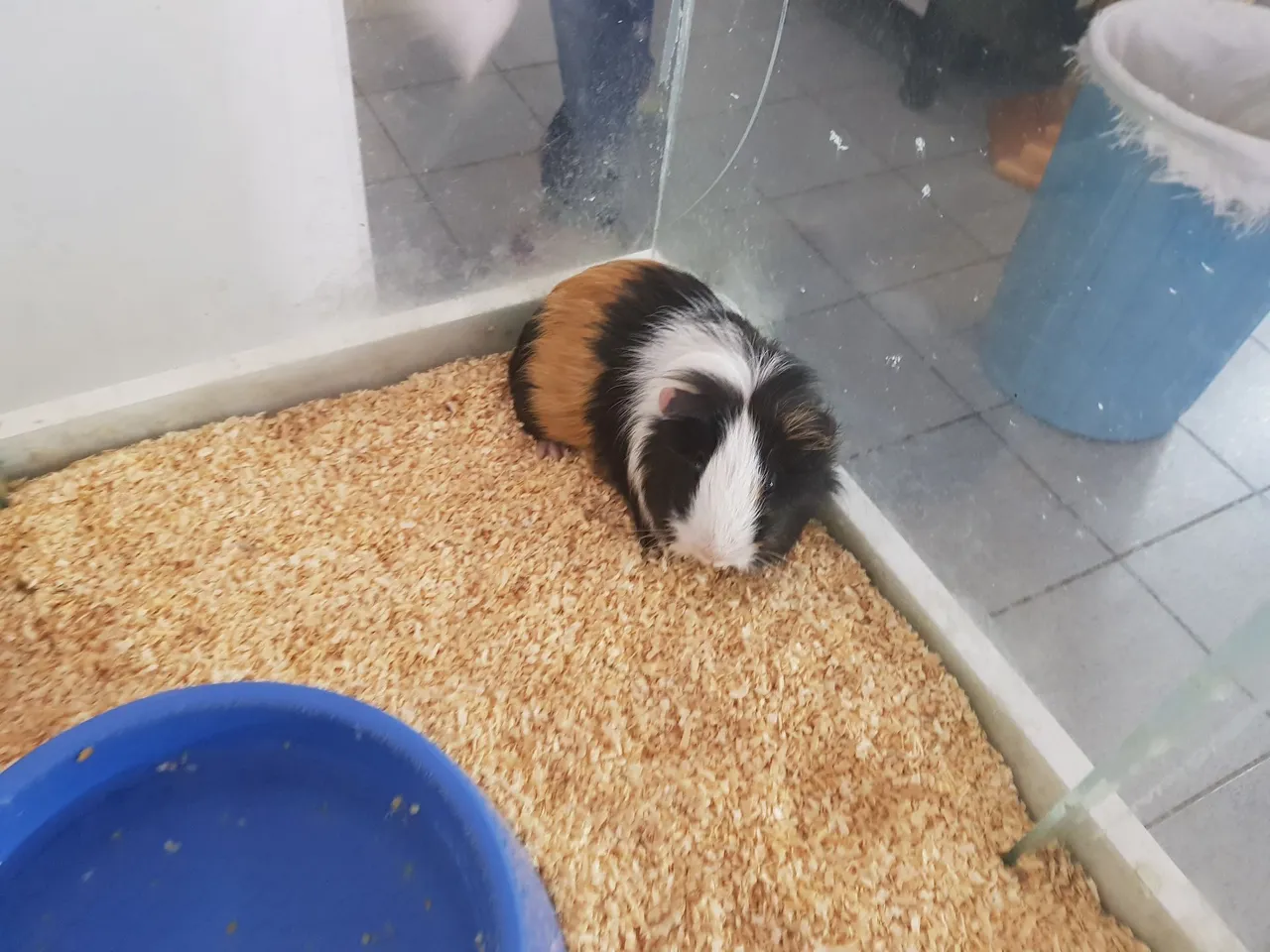 Porquinho da índia