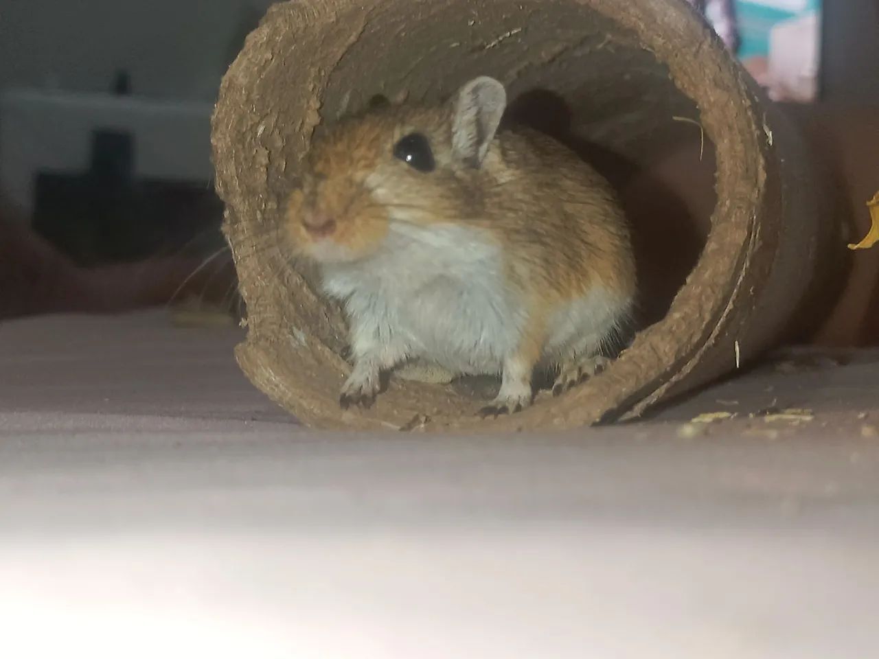 Esquilo da Mongólia gerbil  - Foto 5