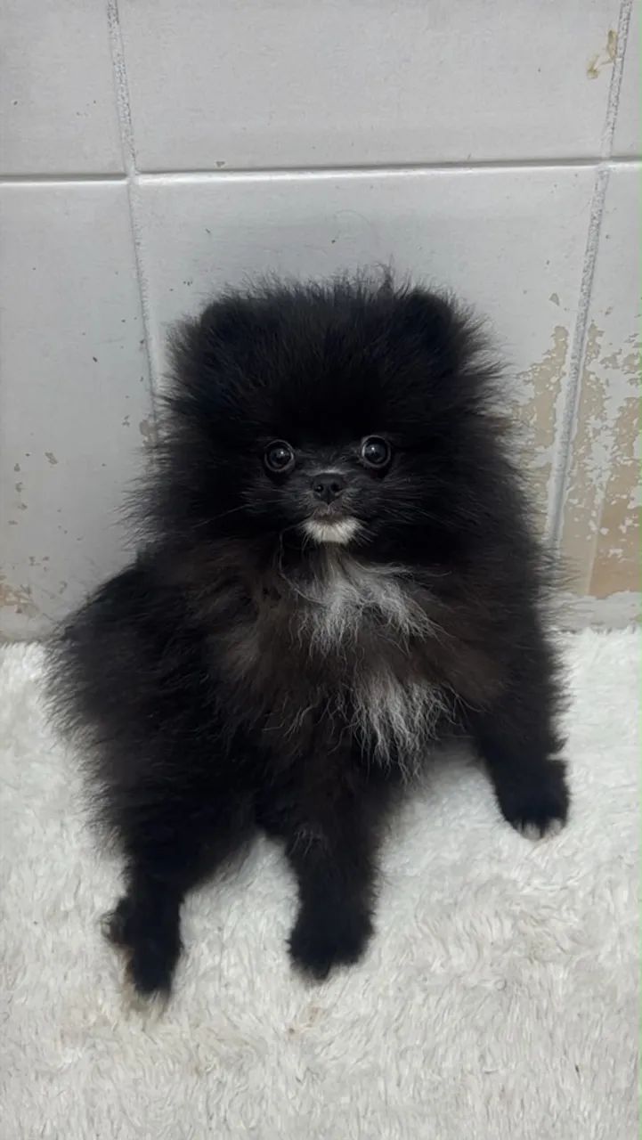 Fêmea. Lulu. 5 meses 