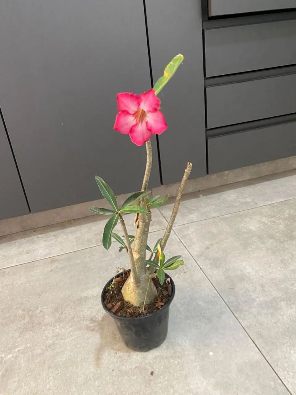 Flor do deserto 