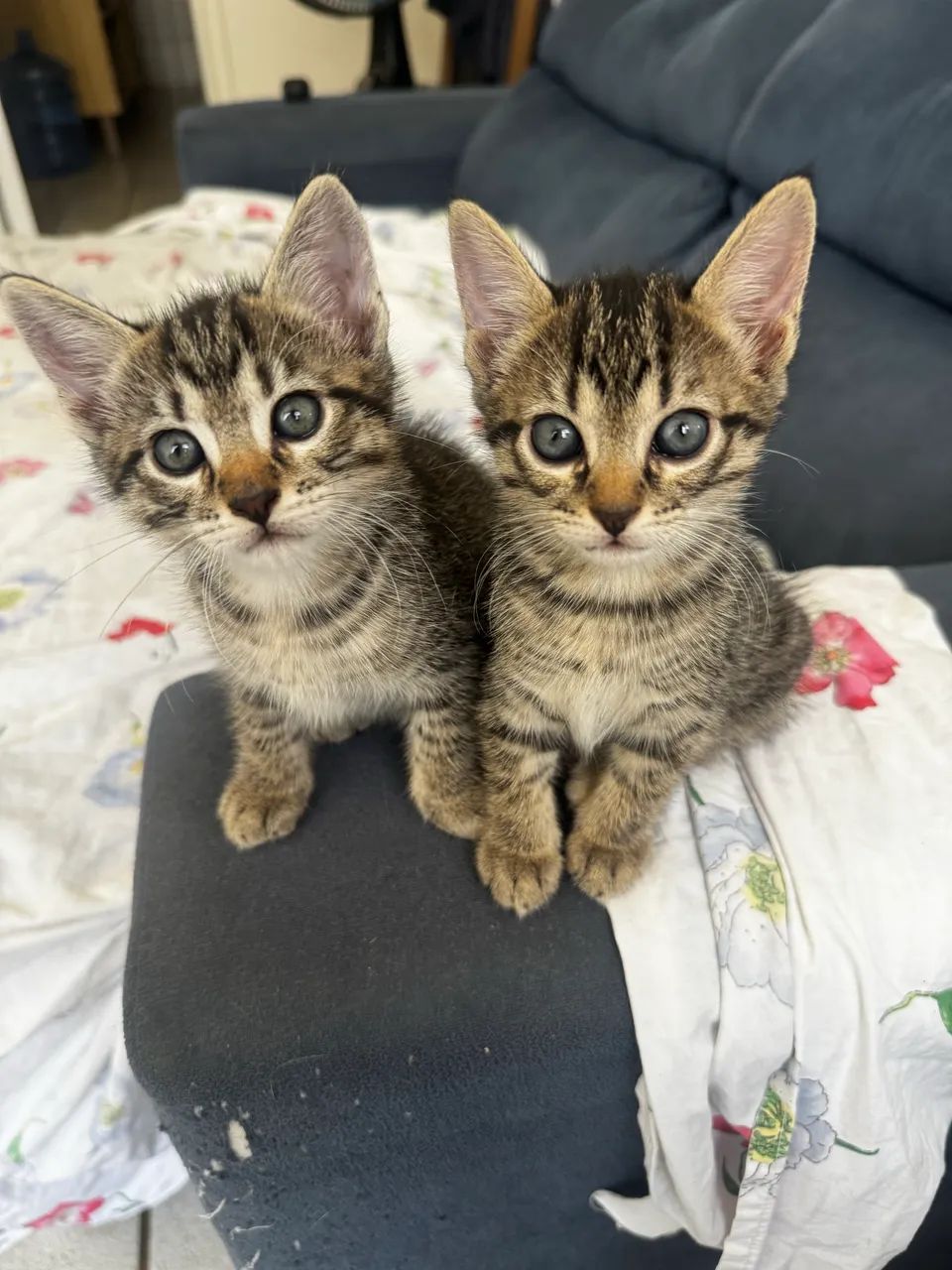 gatos - Foto 4