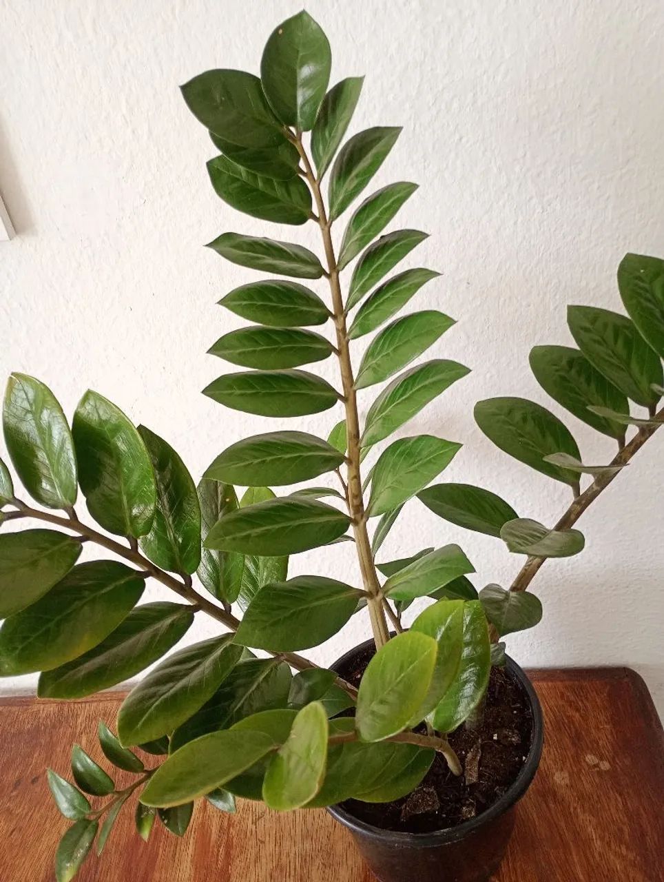 Planta Zamioculca  - Foto 2