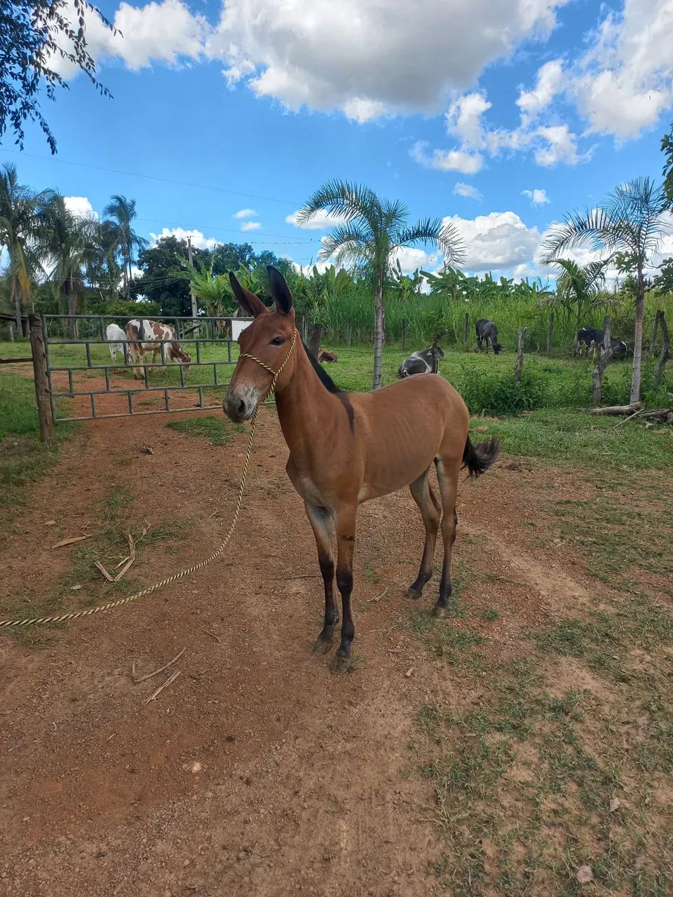 Futura mula de patrão  - Foto 4