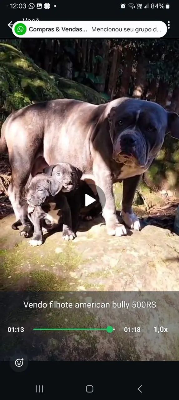 American bully - Foto 3