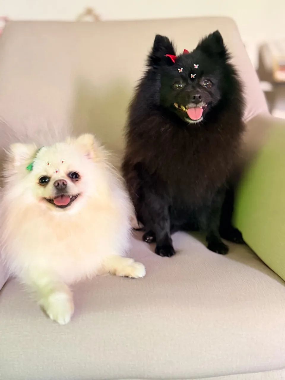 Spitz alemão macho  - Foto 5