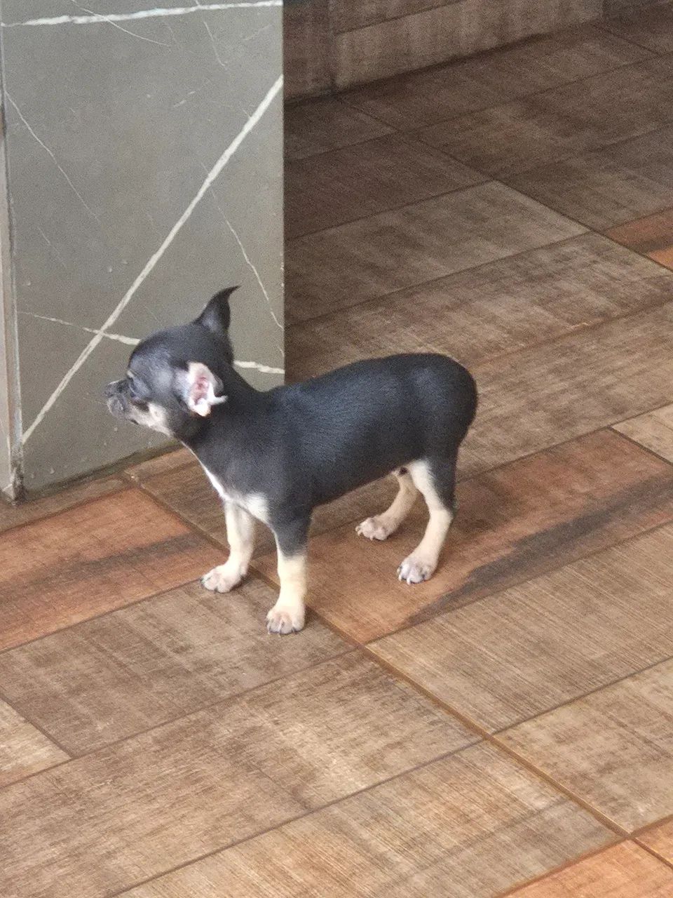 Chihuahua machinho  - Foto 2