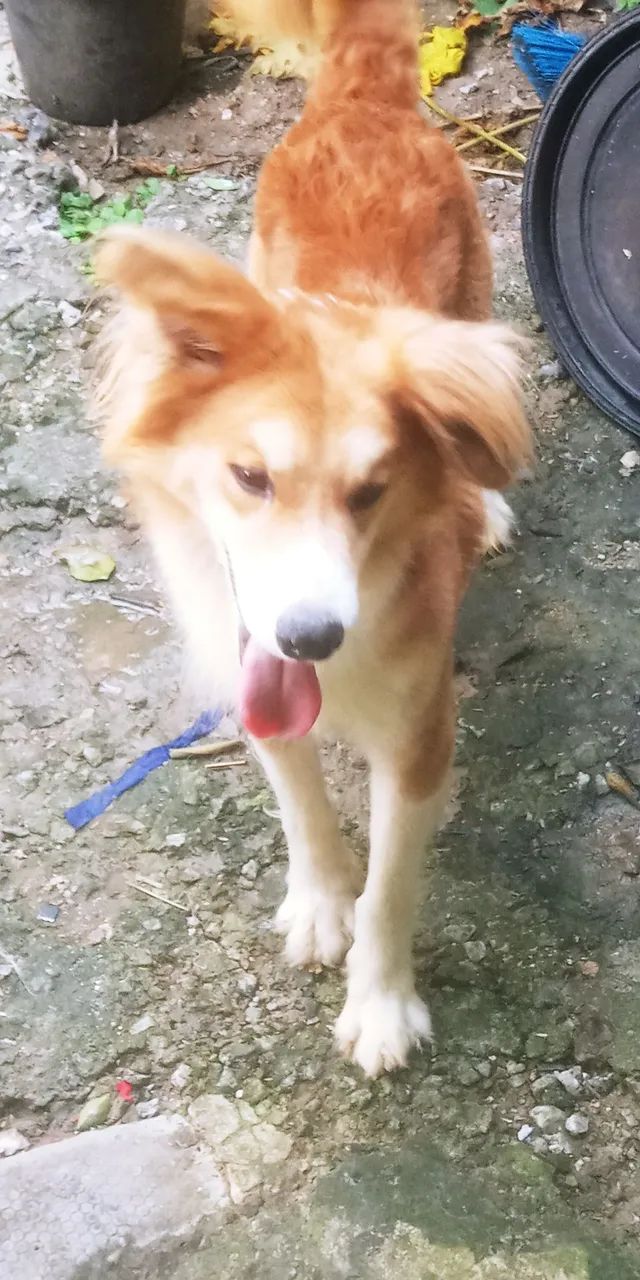 Estou doando cães raça Husk com dalmata - Foto 3