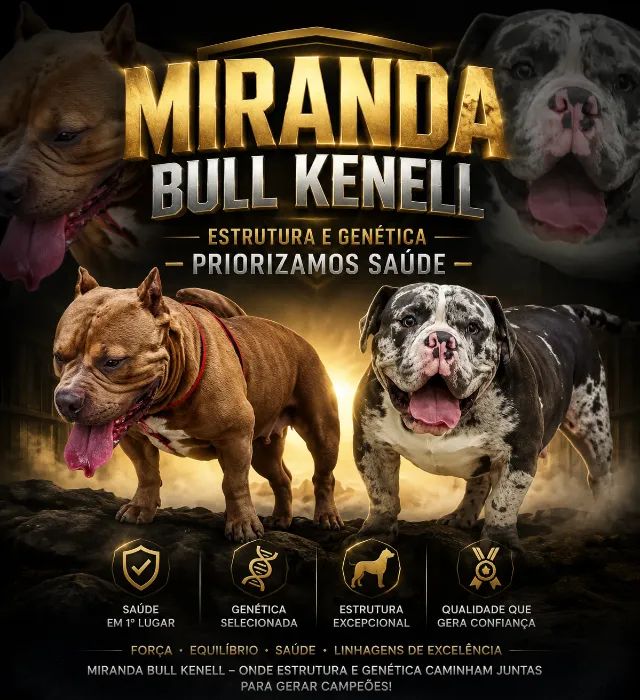 american bully pode perguntar estou aberto a conversa