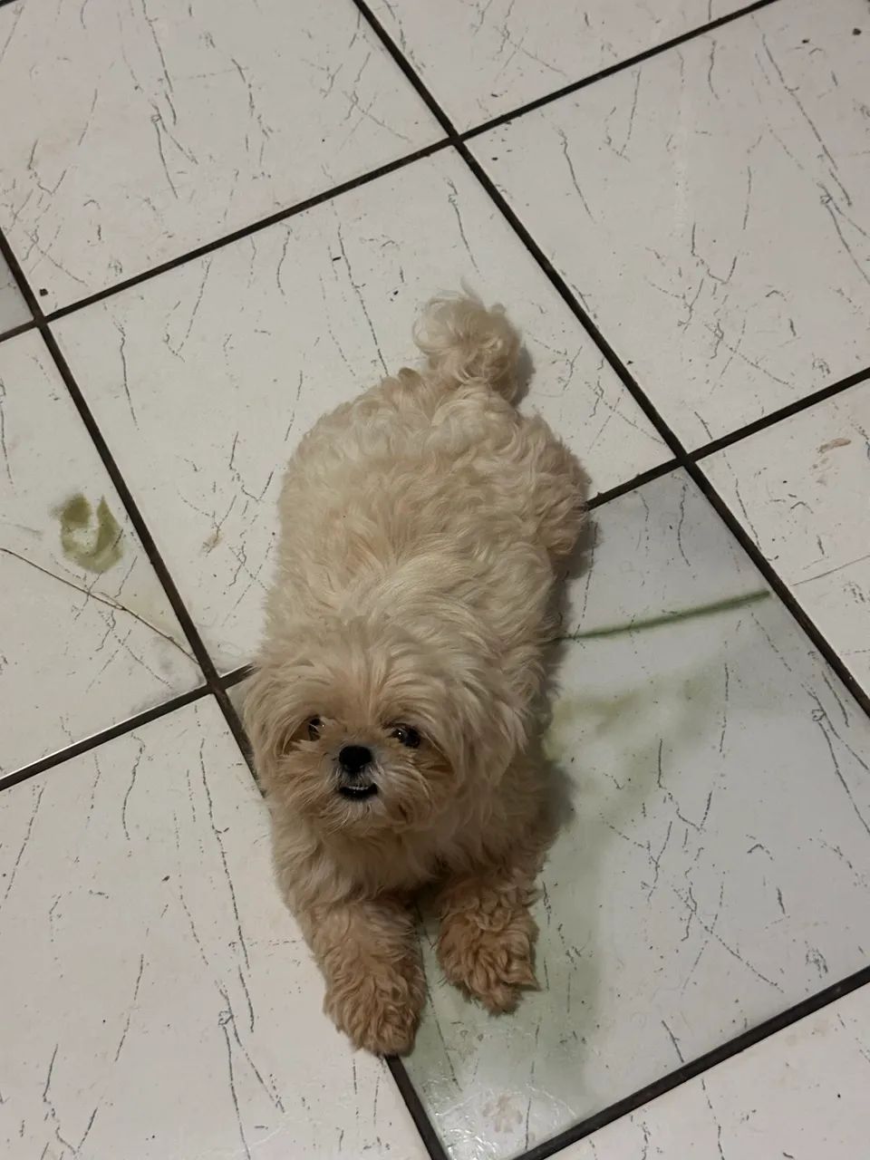 Shih tzu - Foto 3