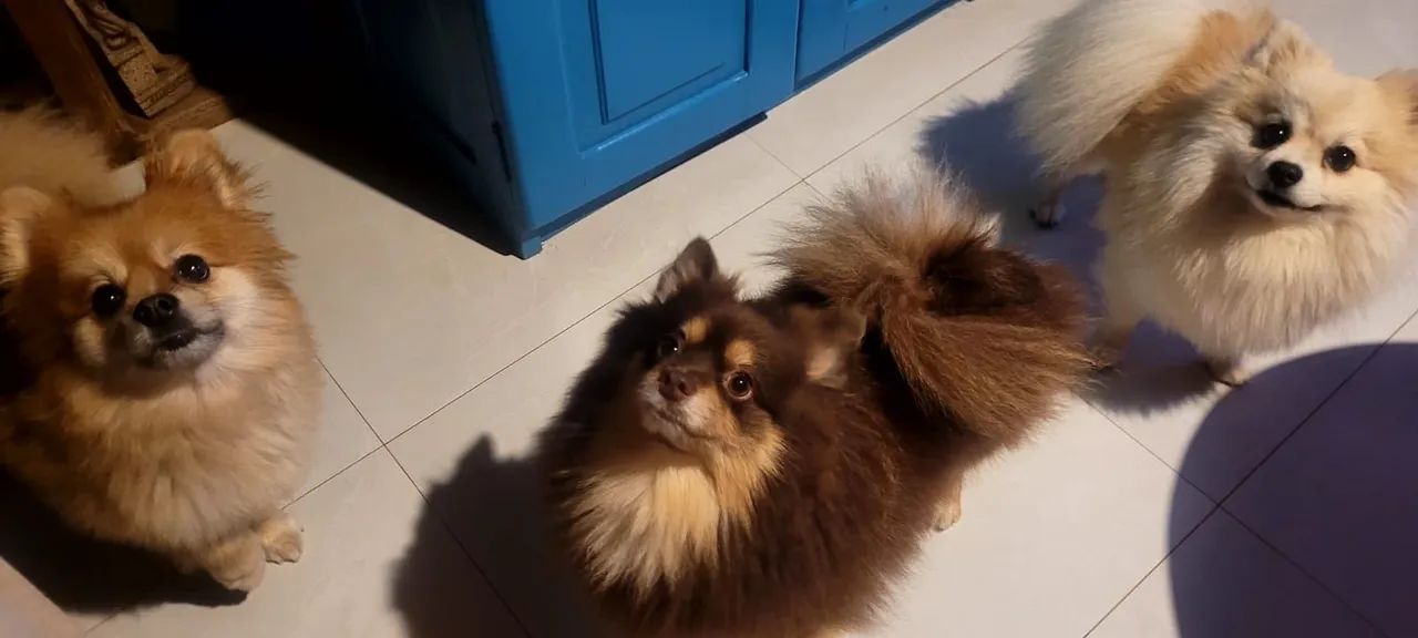 Spitz alemão,50 dias  - Foto 5