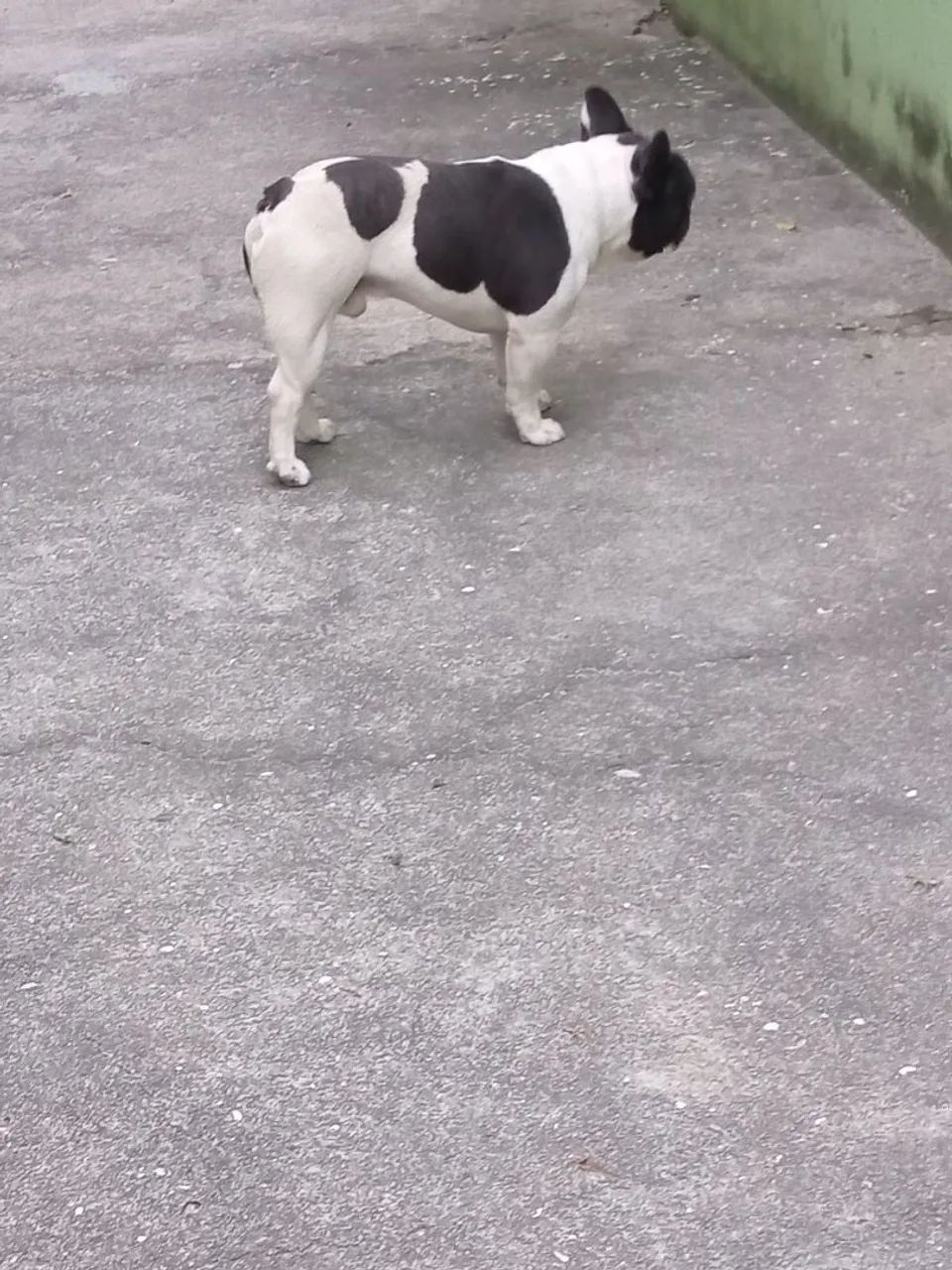 Bulldog frances - Foto 5