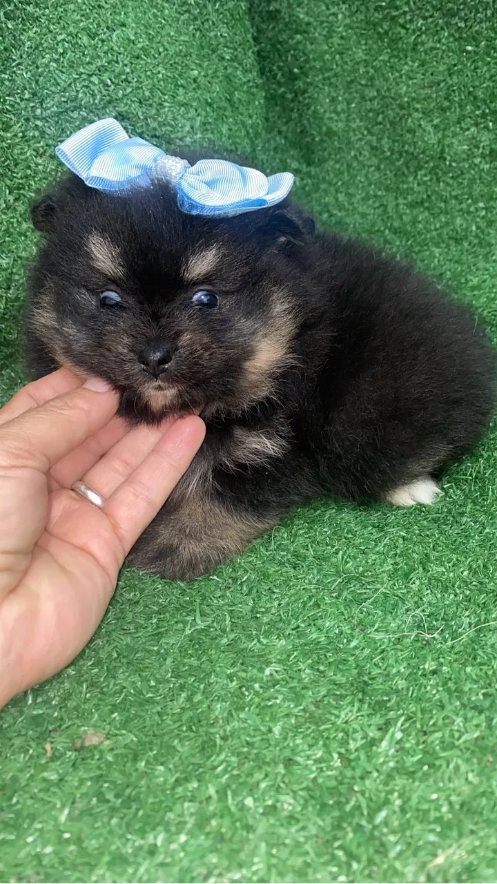 Spitz alemão - Foto 4