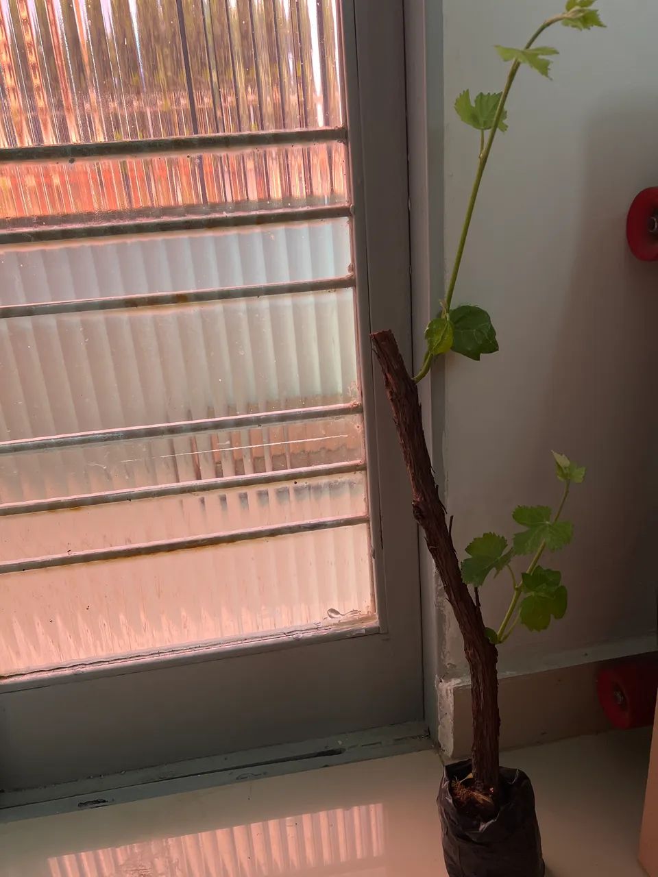 Mudas de uva Niágara roxa doce - Foto 3