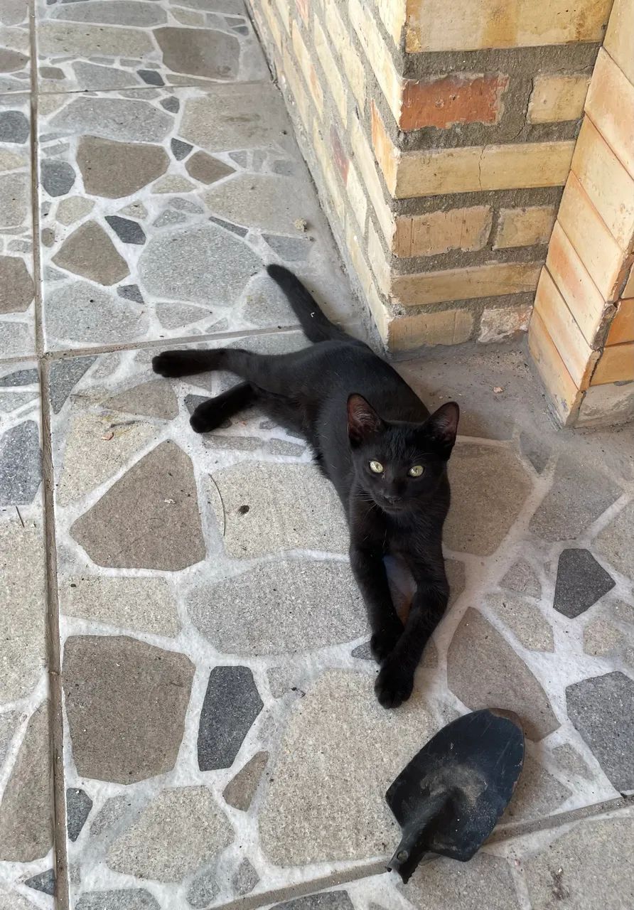 Gatinhos para doação  - Foto 4