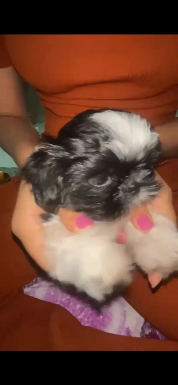 Cachorro - Foto 2