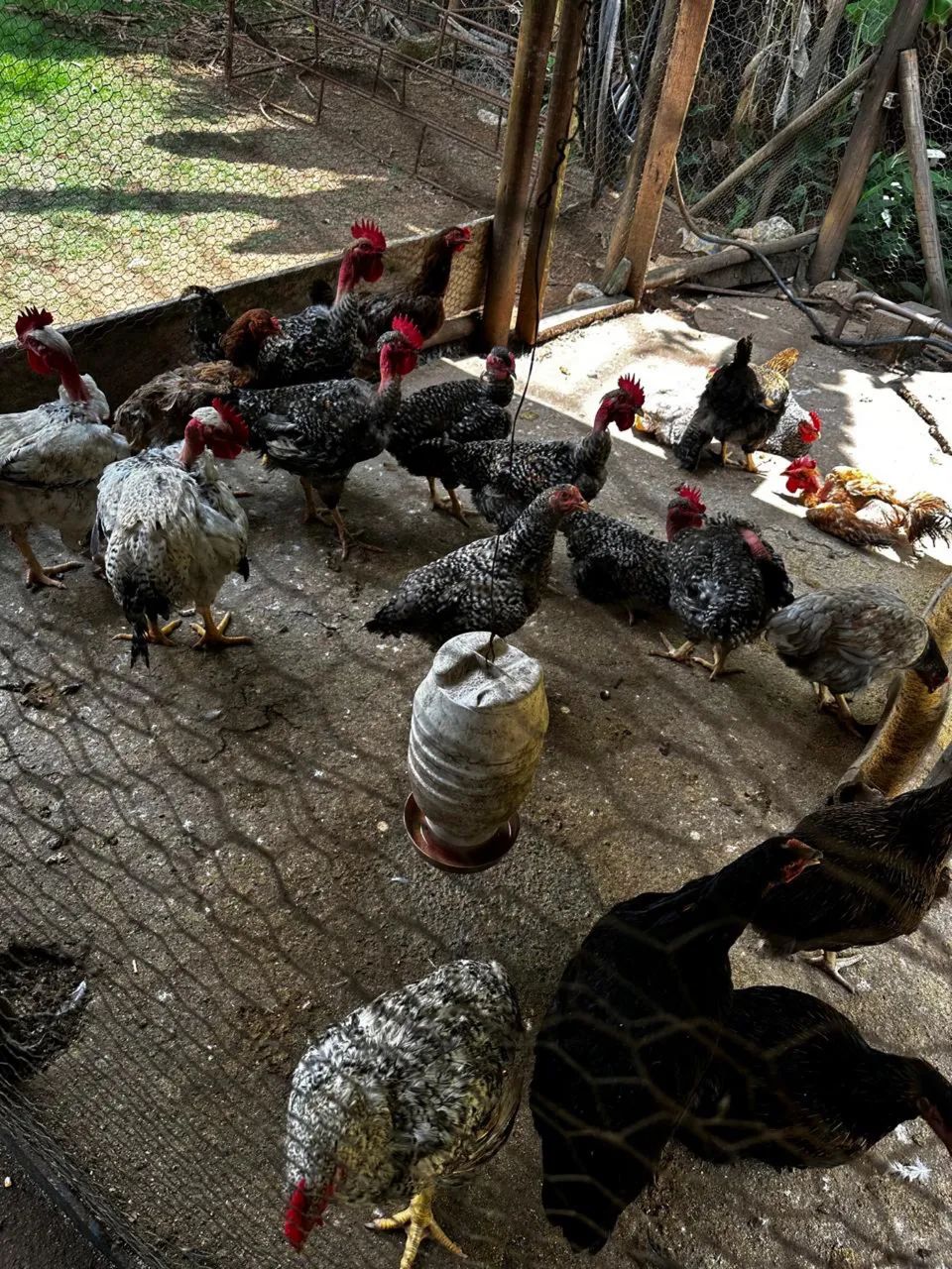 Chácara a venda  - Foto 2