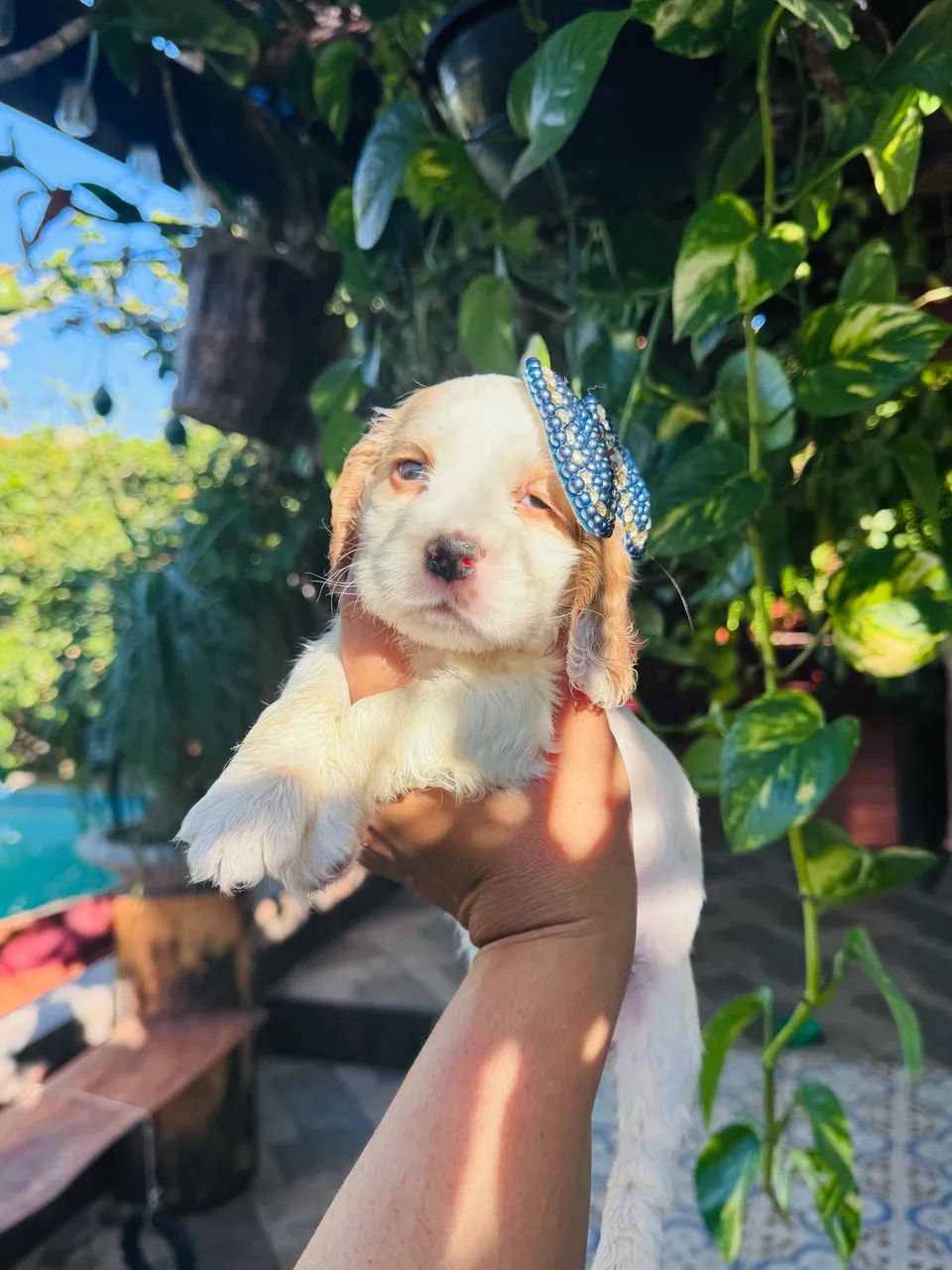 Vendo cocker spaniel  - Foto 2
